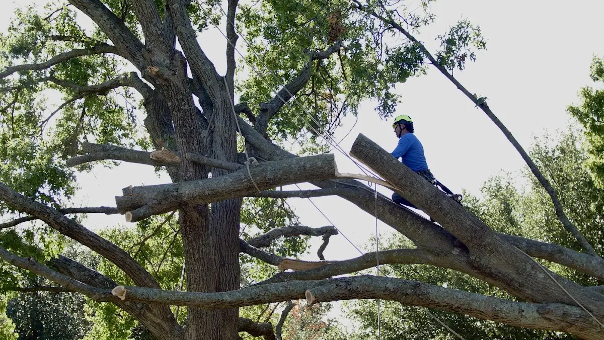 Professional Crown Thinning performed by certified arborists in Quilcene